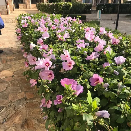 Apolon 8 Ravda Apartament *