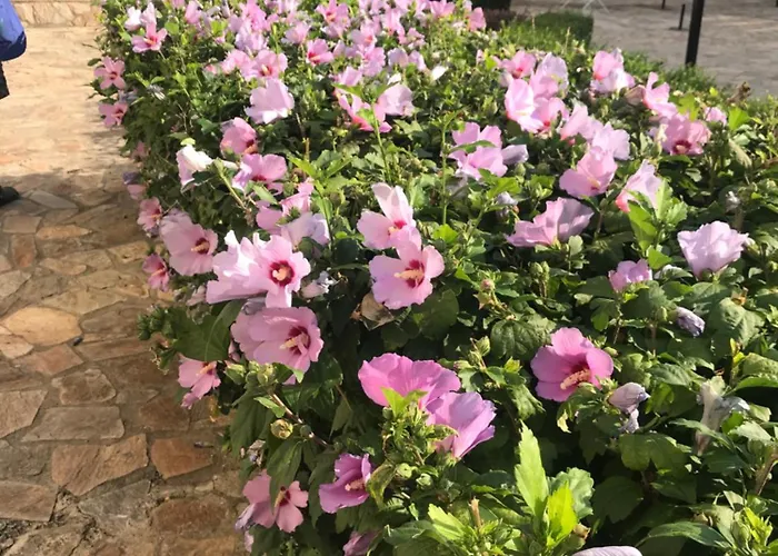 Apolon 8 Ravda Apartamento *